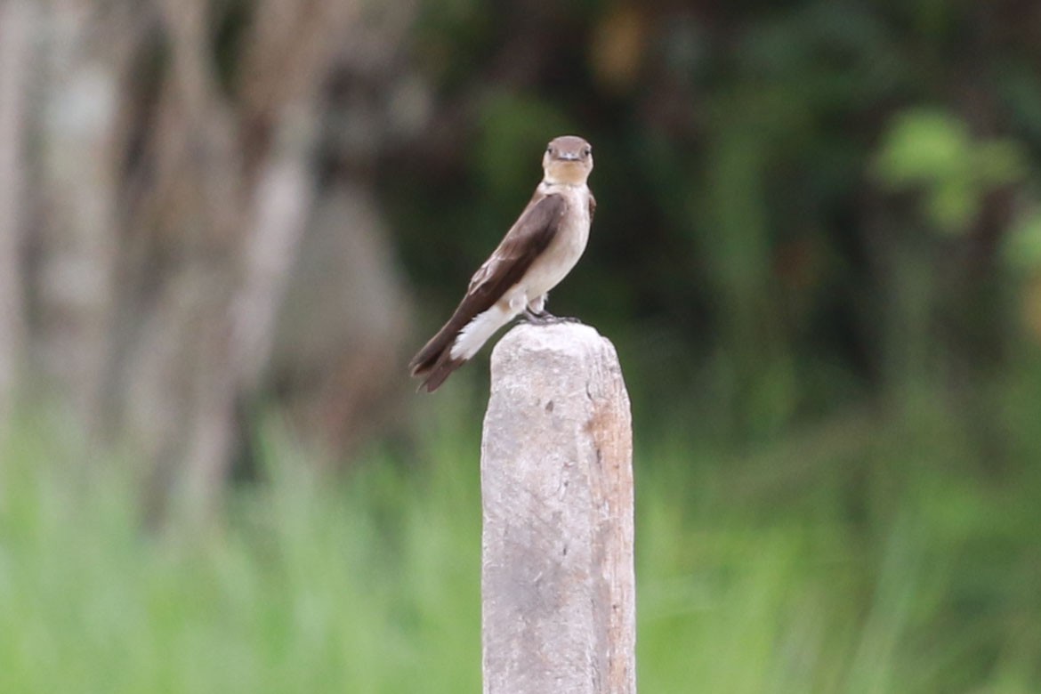 Golondrina Gorjirrufa - ML646585060