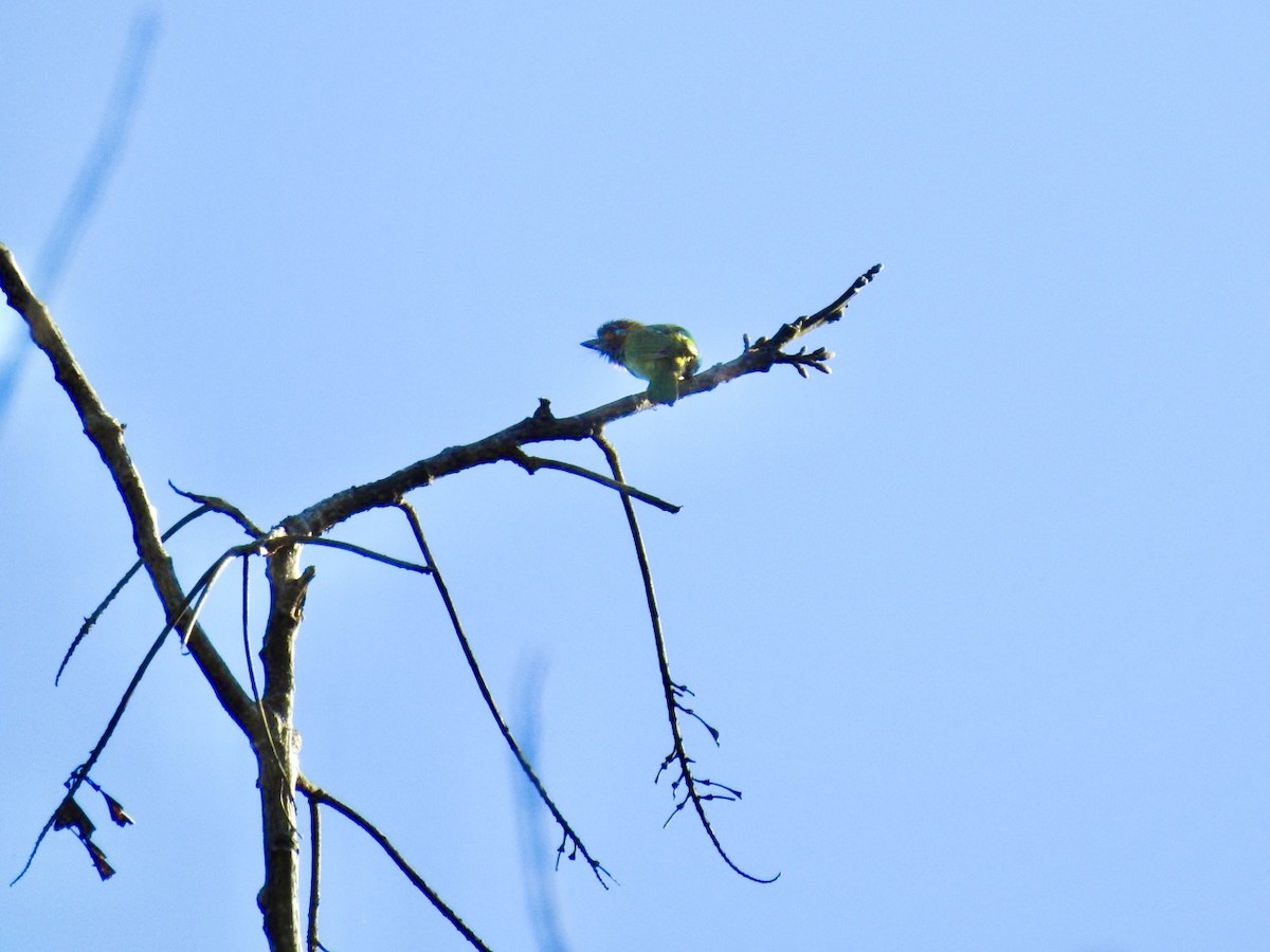 Blue-eared Barbet - ML646585061