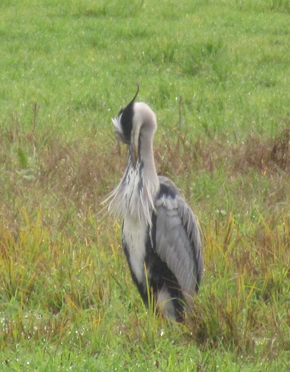 Gray Heron - ML646585062