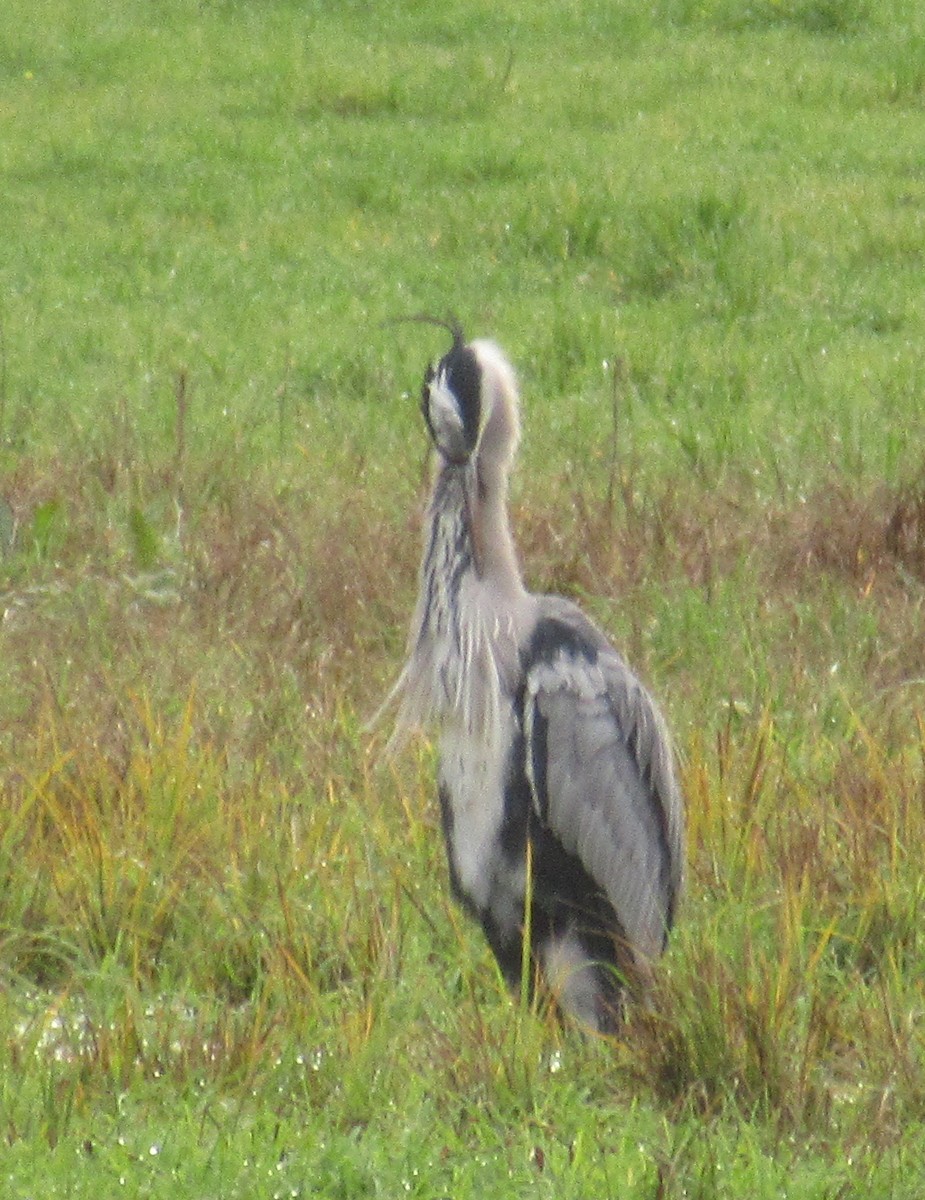 Gray Heron - ML646585063