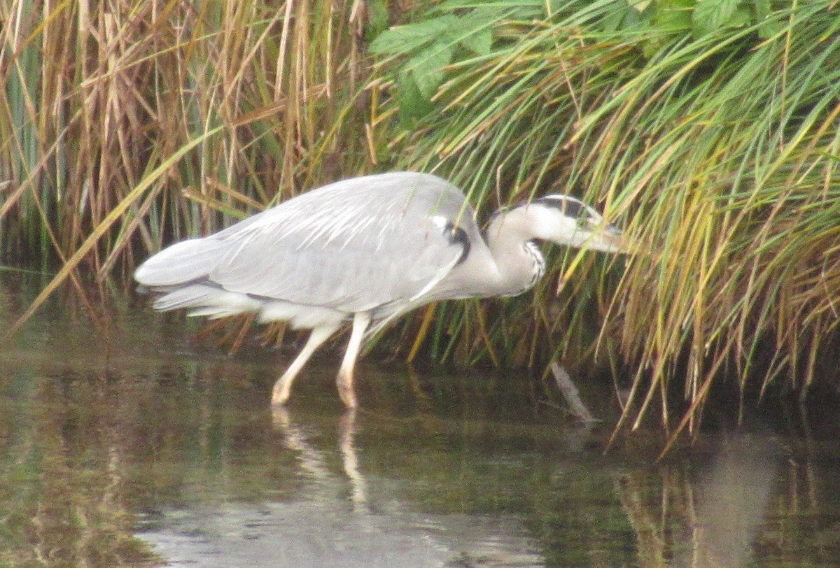 Gray Heron - ML646585064