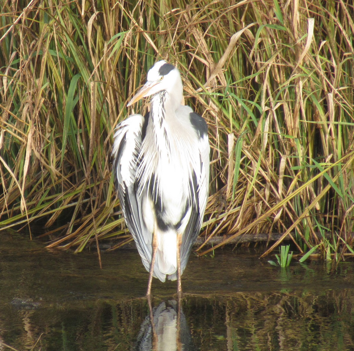 Gray Heron - ML646585065