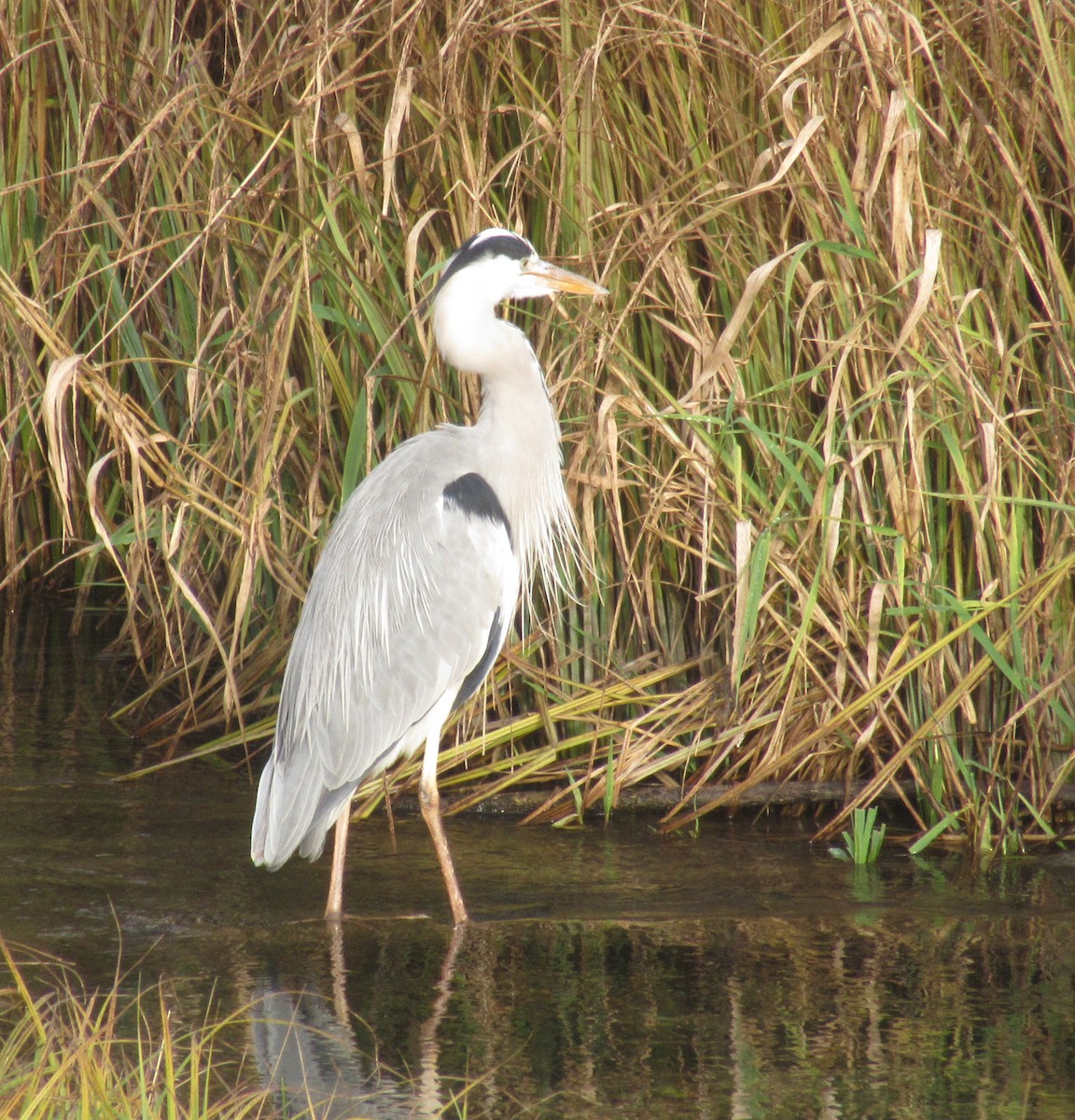 Gray Heron - ML646585066
