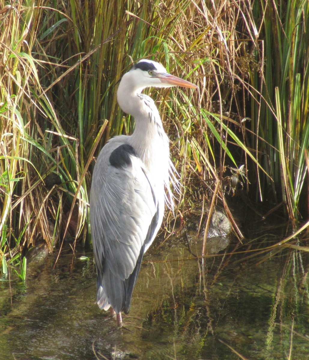 Gray Heron - ML646585067