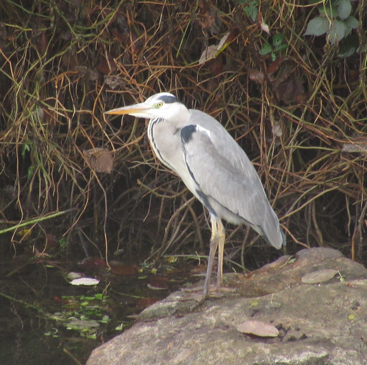 Gray Heron - ML646585068