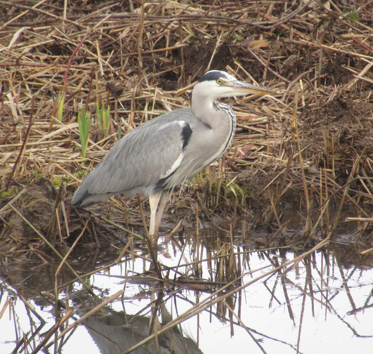 Gray Heron - ML646585069