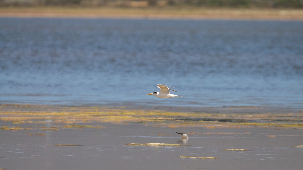 Great Crested Tern - ML646585070