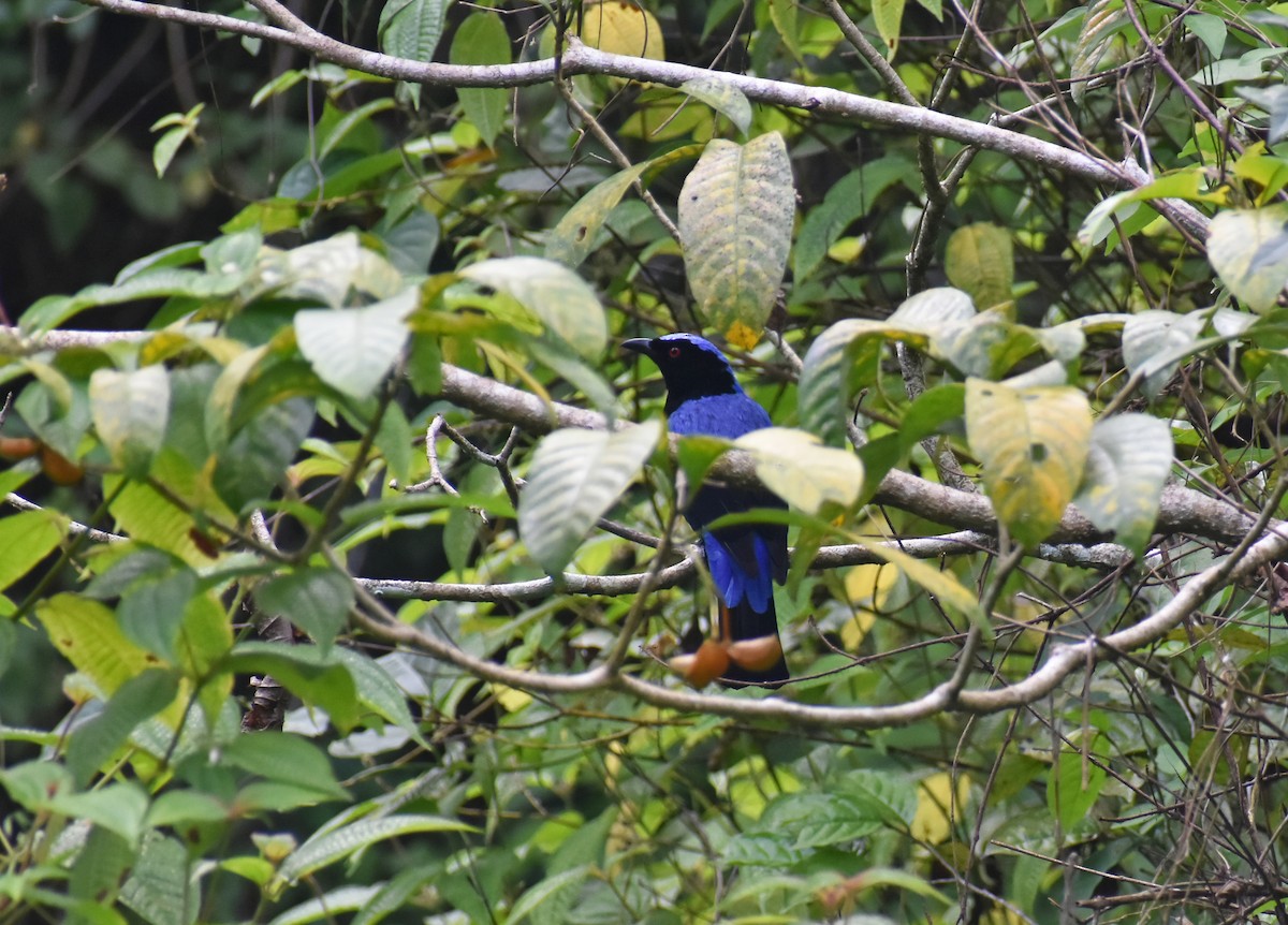 Irène vierge - ML646585074