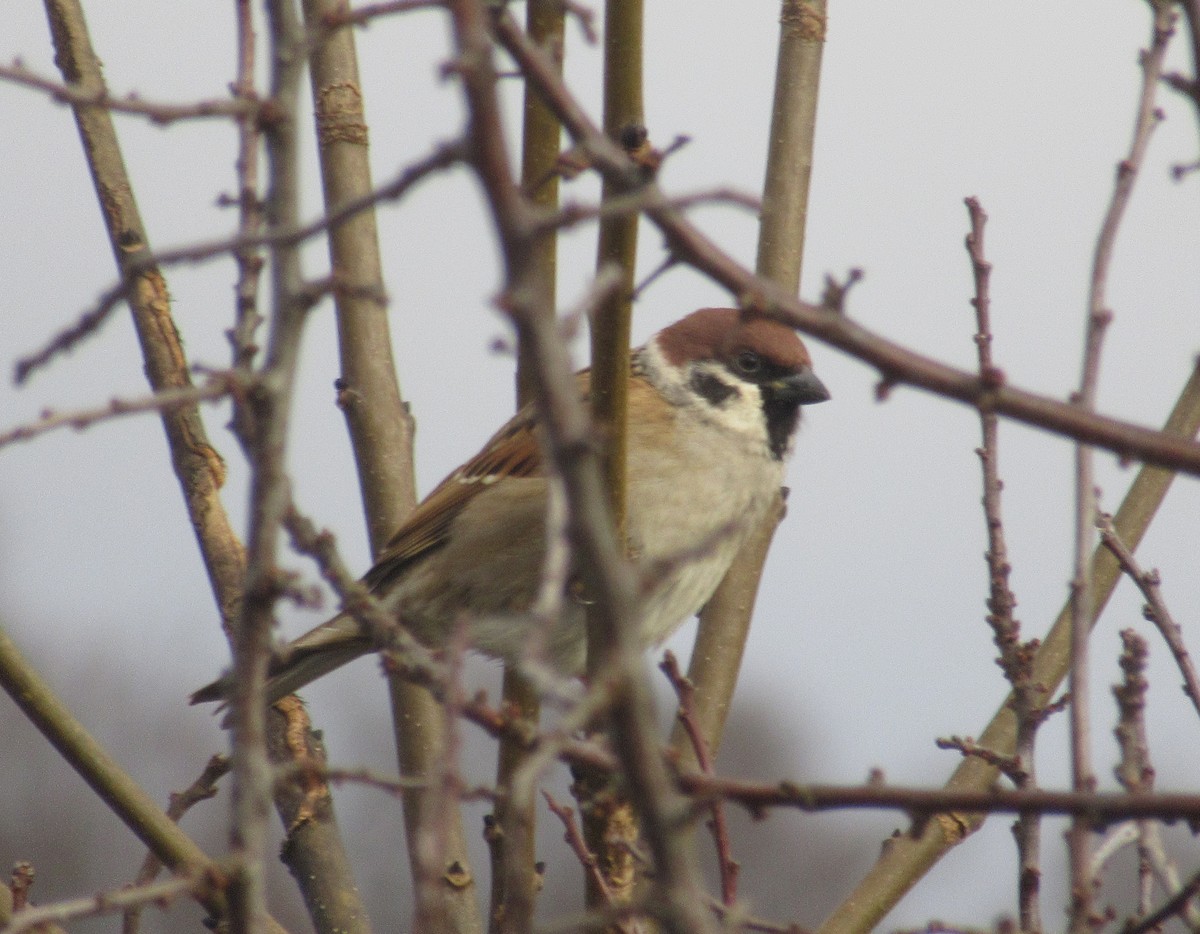 Eurasian Tree Sparrow - ML646585076