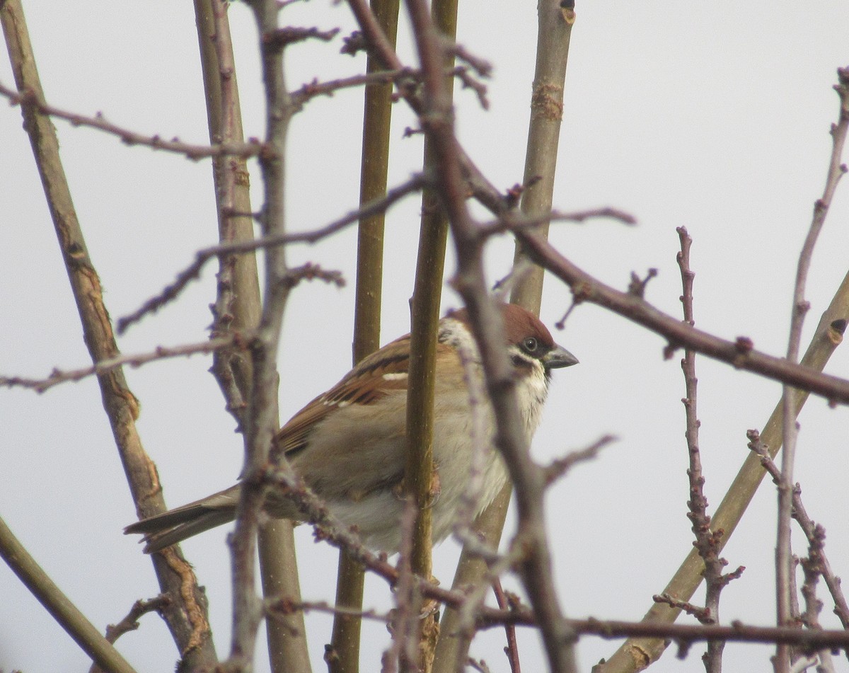 Eurasian Tree Sparrow - ML646585077