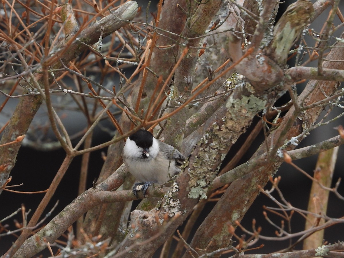Willow Tit - ML646585078