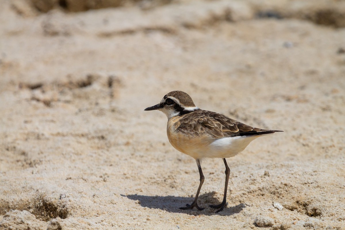 Kittlitz's Plover - ML646585079