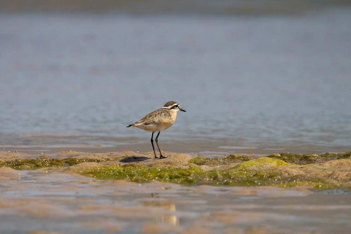 Kittlitz's Plover - ML646585080