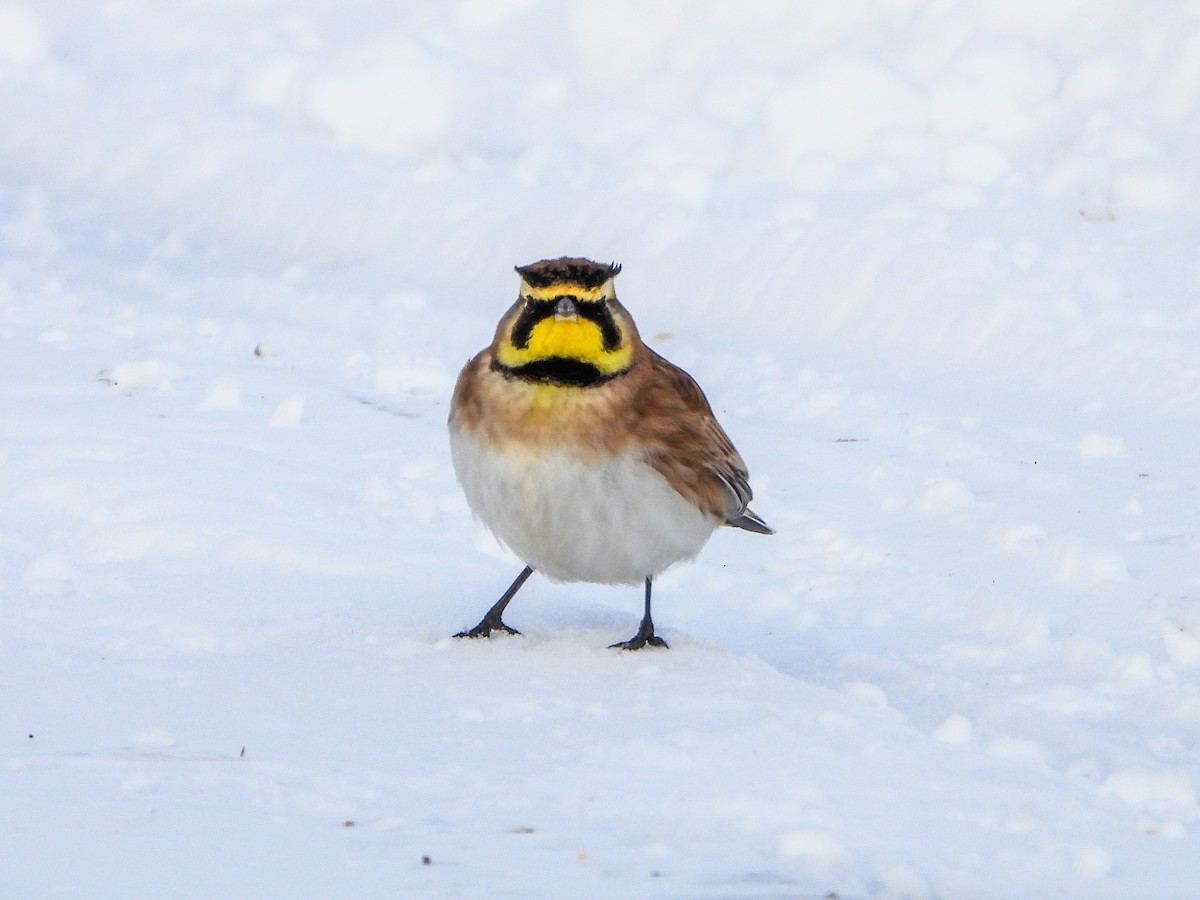 Horned Lark - ML646585081
