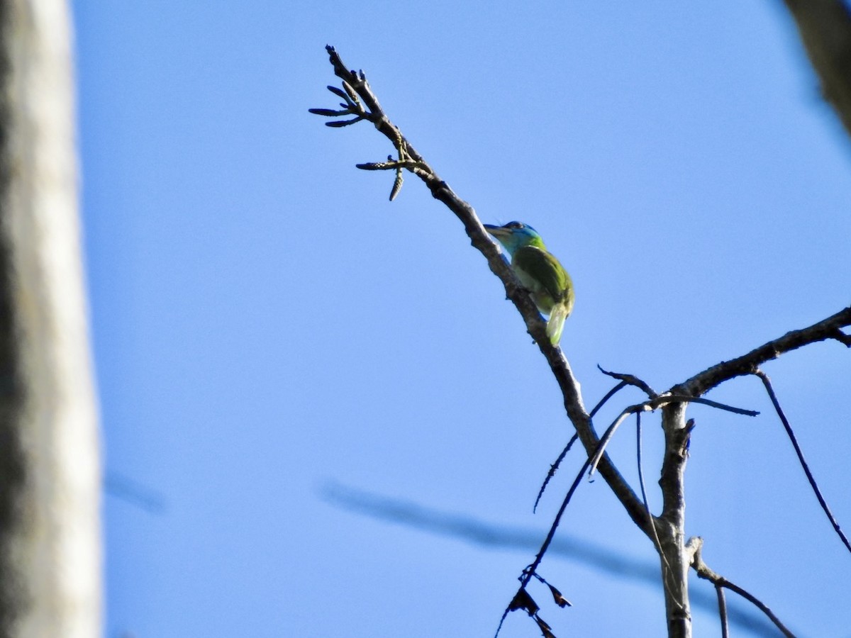 Blue-throated Barbet - ML646585083