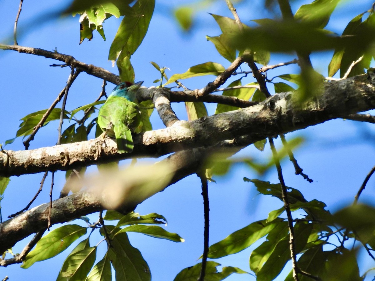 Blue-throated Barbet - ML646585084