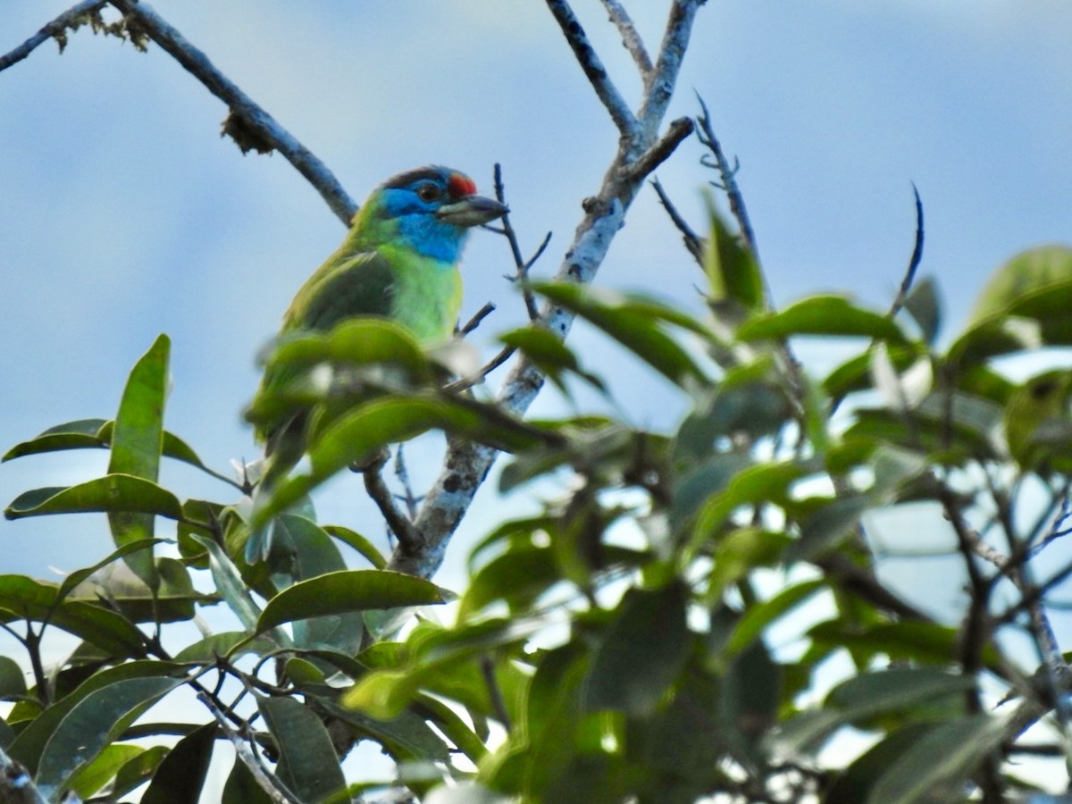 Blue-throated Barbet - ML646585085