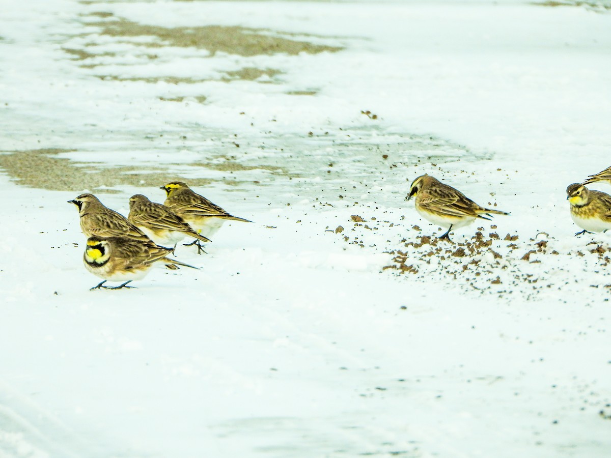Horned Lark - ML646585087
