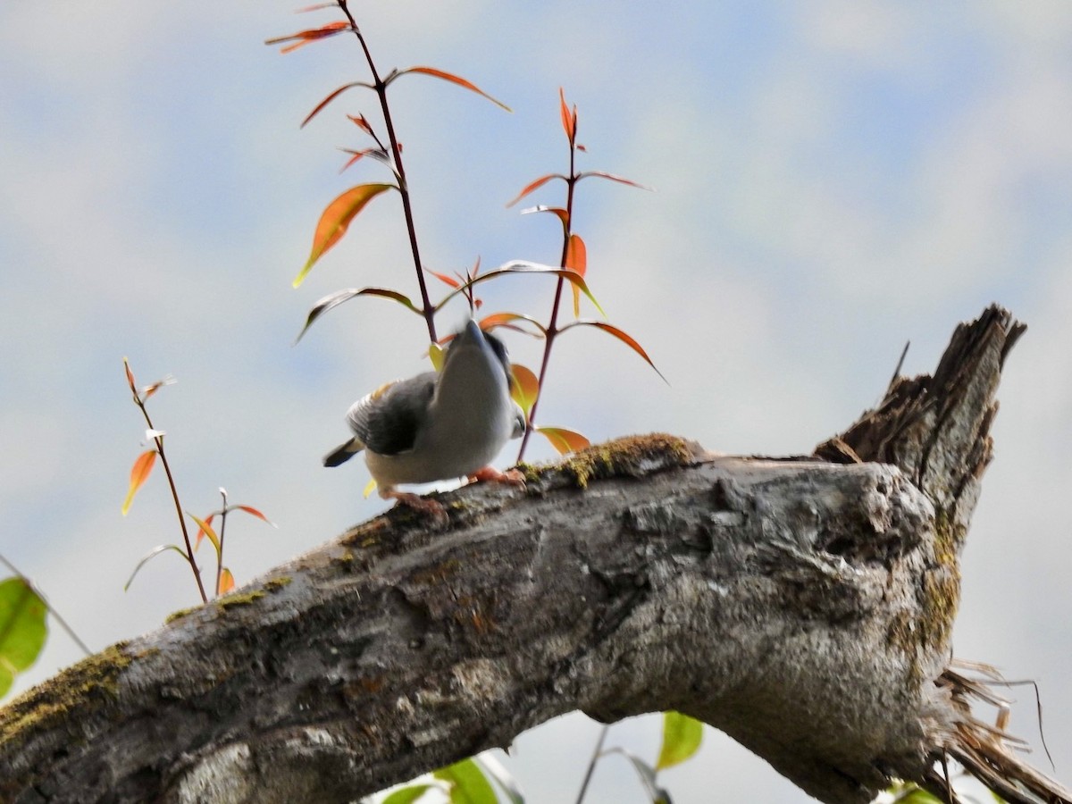 White-browed Shrike-Babbler - ML646585088