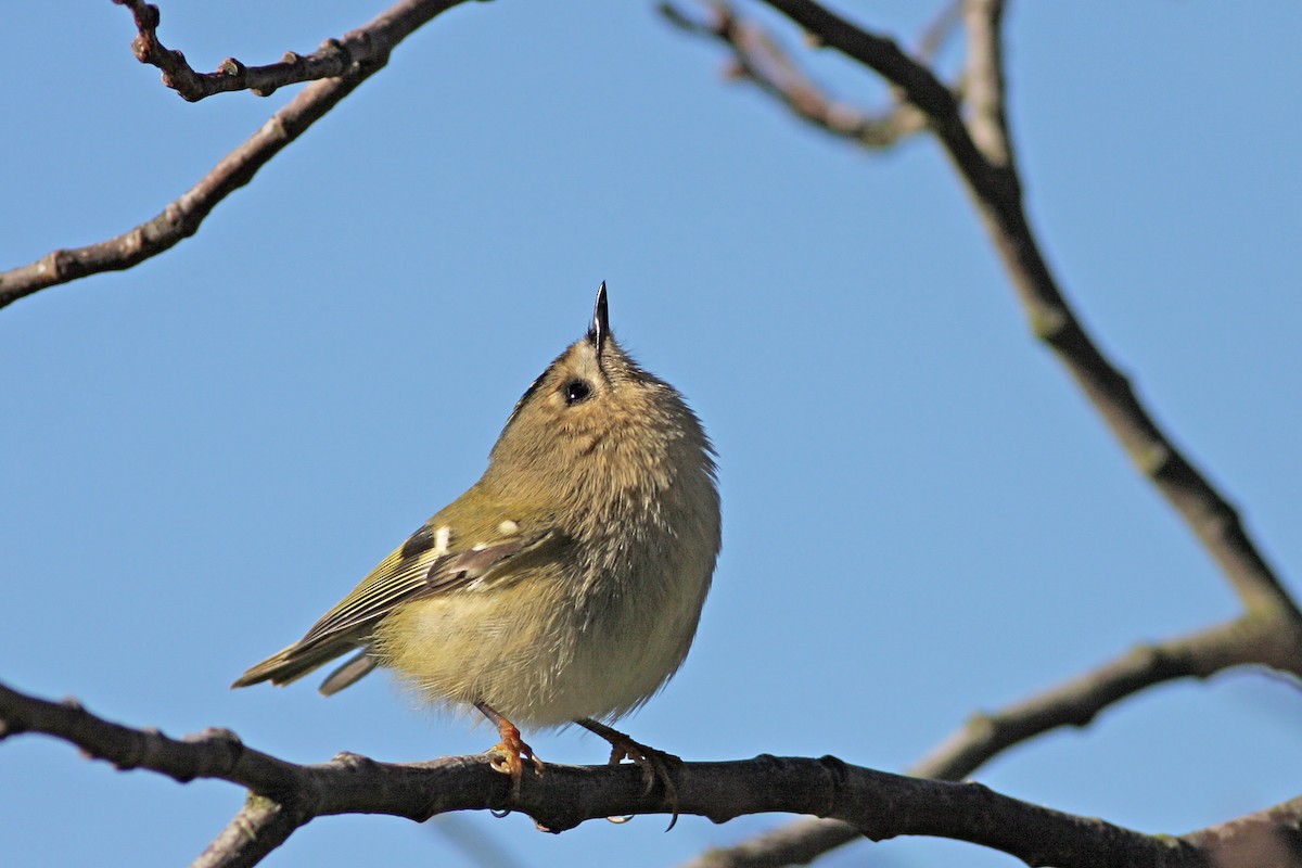 Wintergoldhähnchen - ML646585093