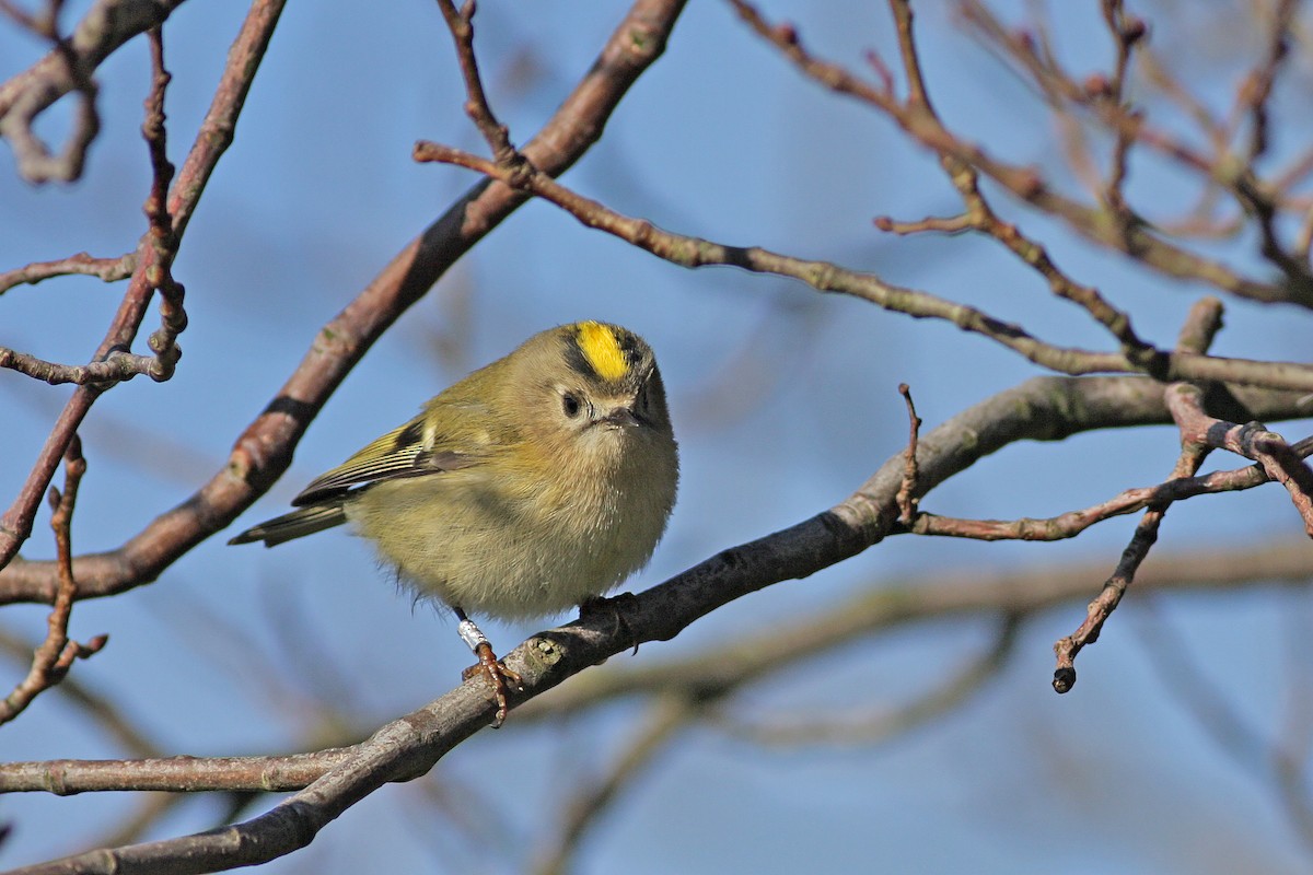 Wintergoldhähnchen - ML646585094