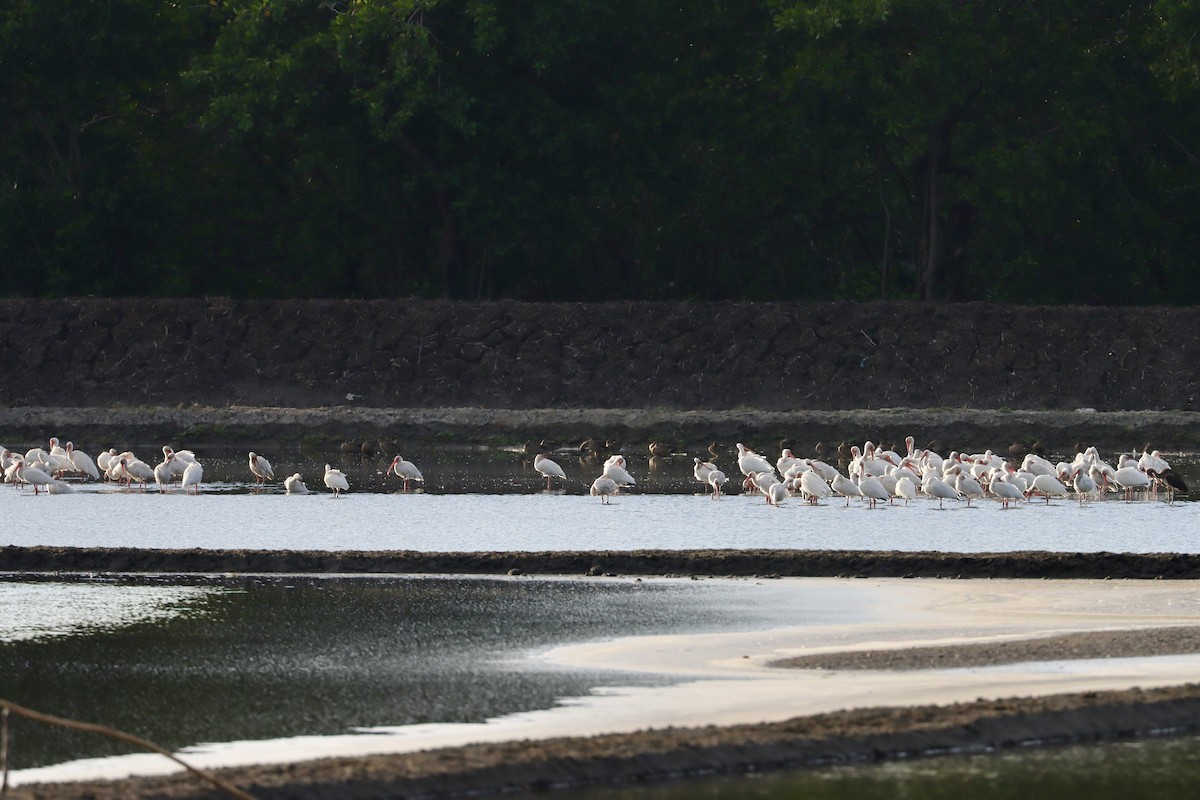 White Ibis - ML646585096