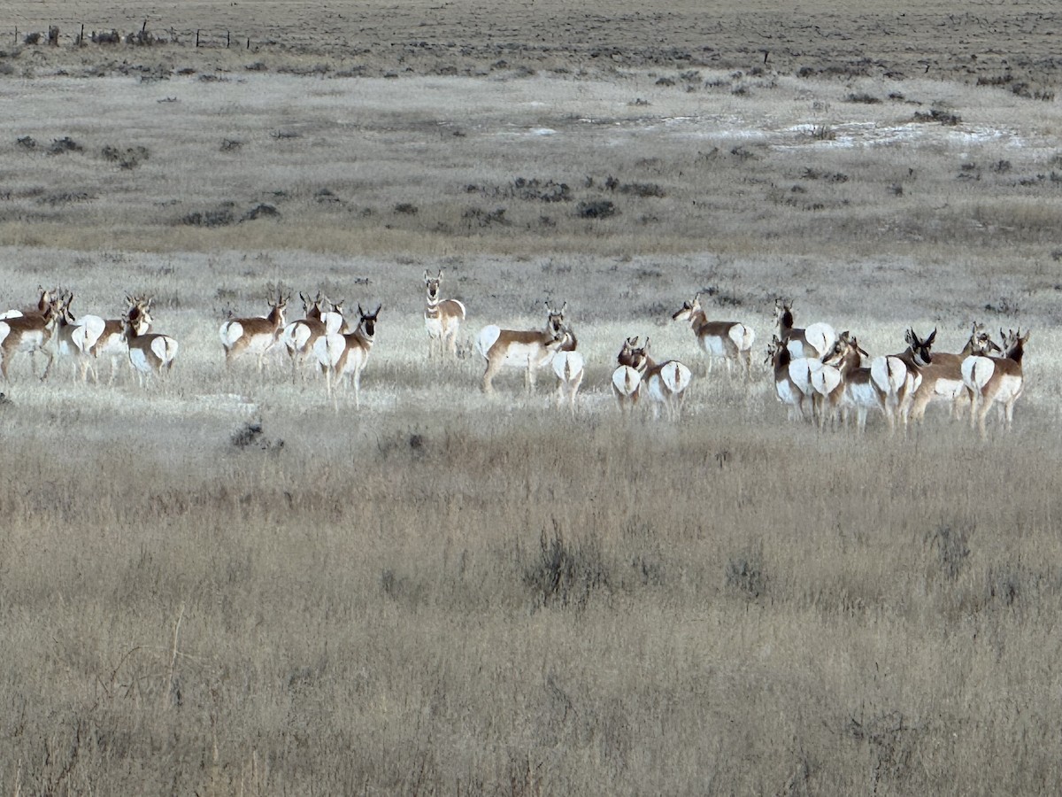 Pronghorn - ML646585097