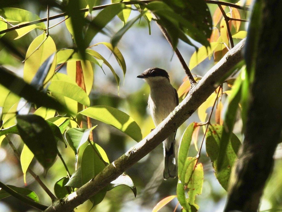 Elsterschnäppervanga - ML646585099