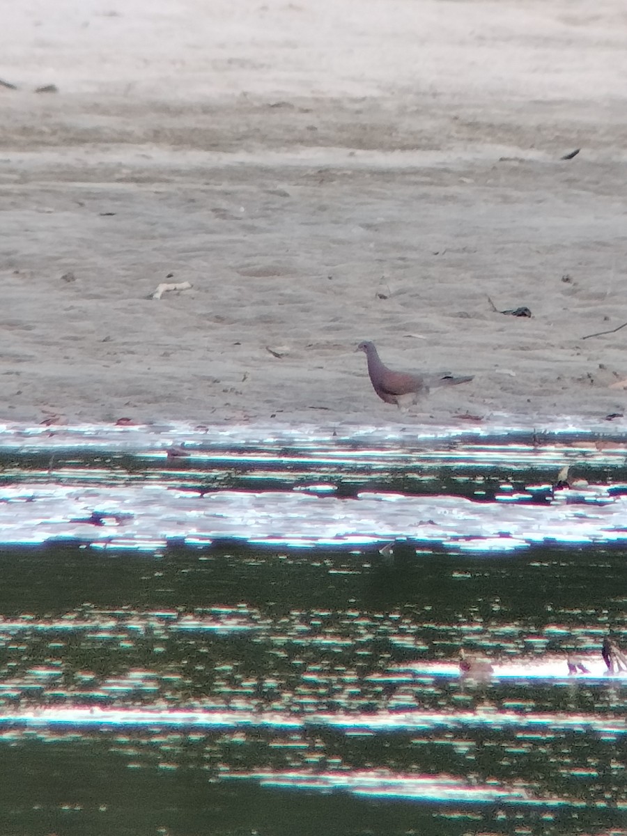 Rotrückentaube - ML646585102