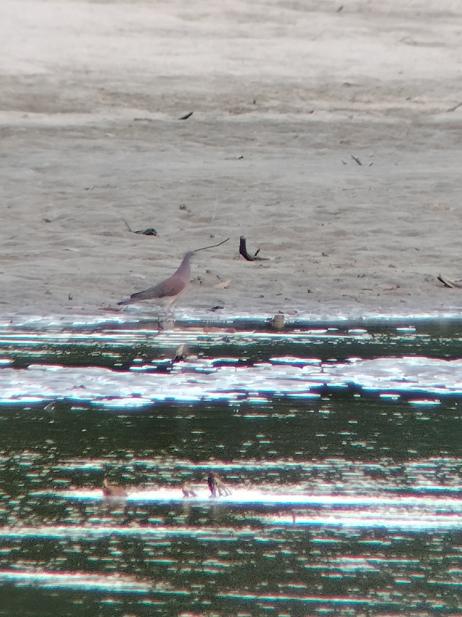 Rotrückentaube - ML646585103