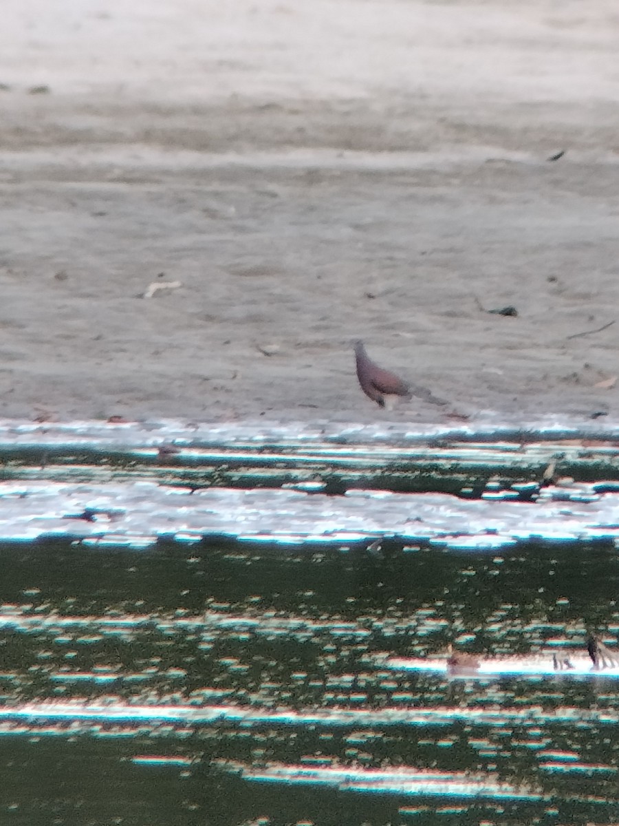 Rotrückentaube - ML646585105