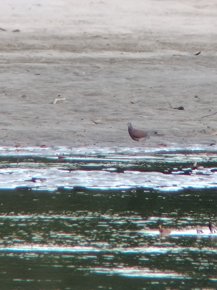 Rotrückentaube - ML646585107