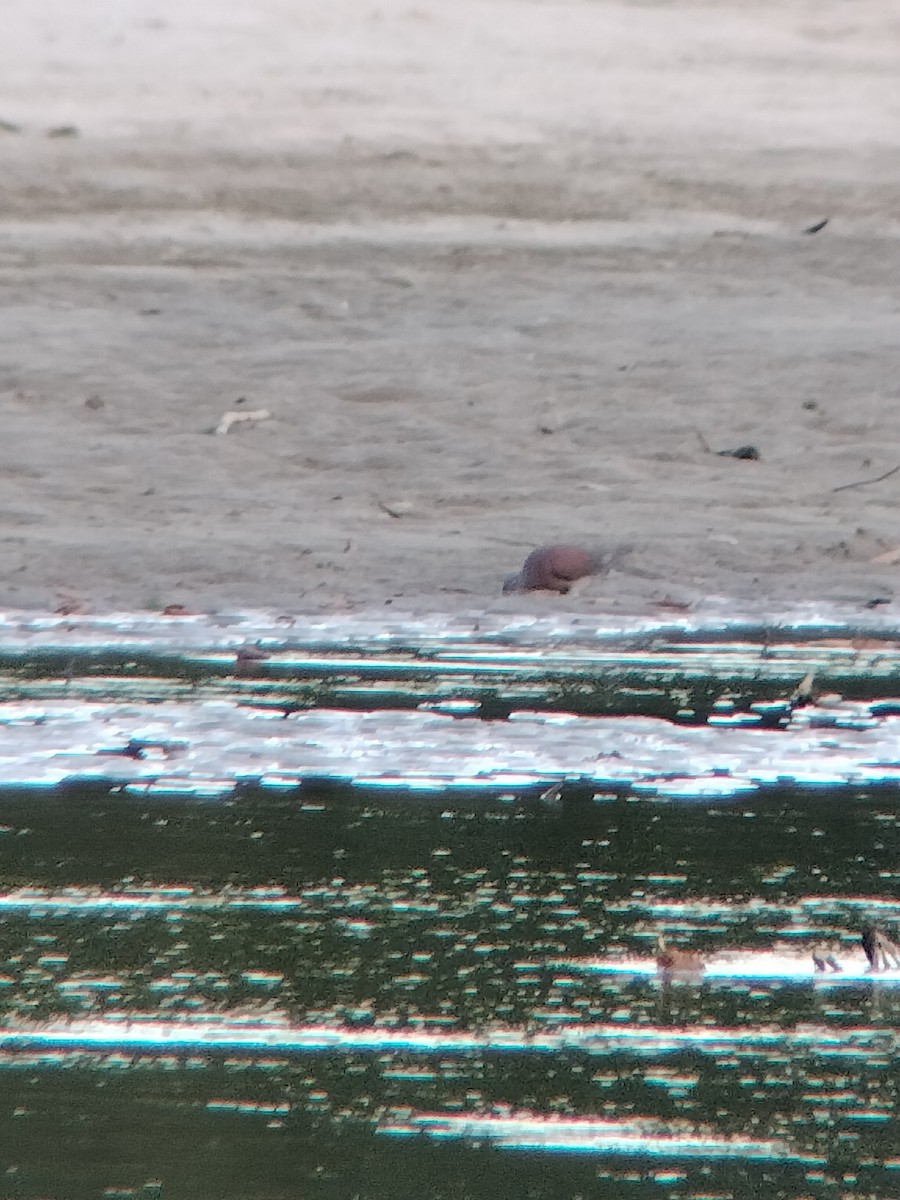 Rotrückentaube - ML646585109