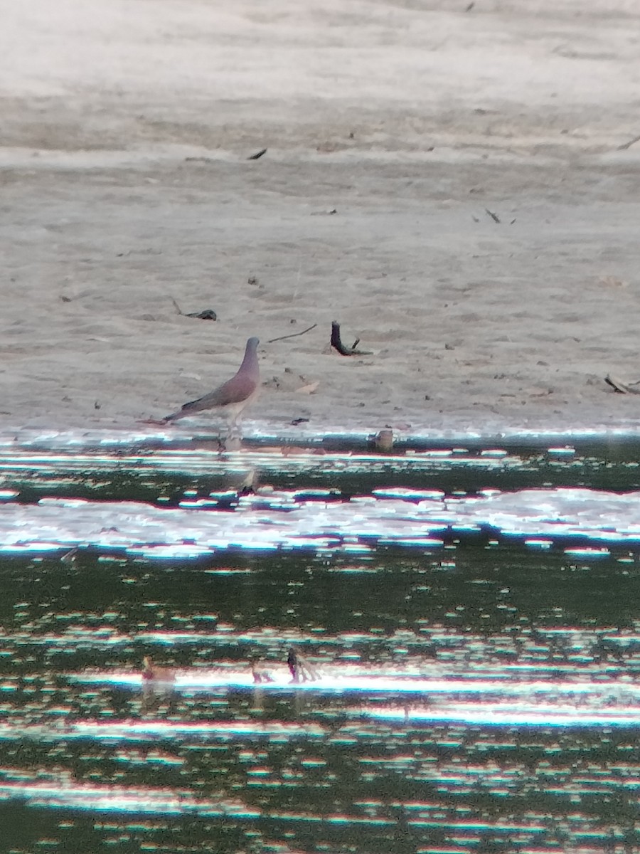 Rotrückentaube - ML646585111