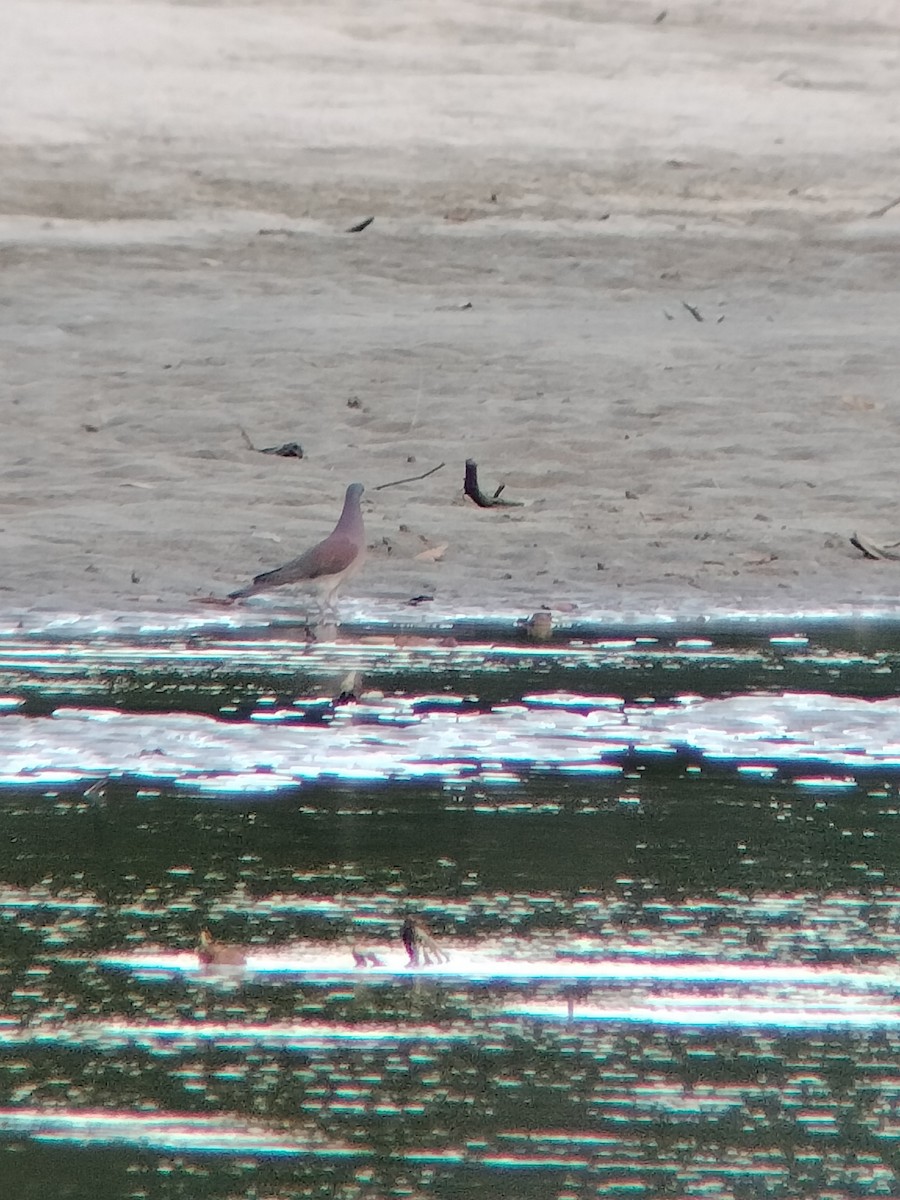 Rotrückentaube - ML646585112