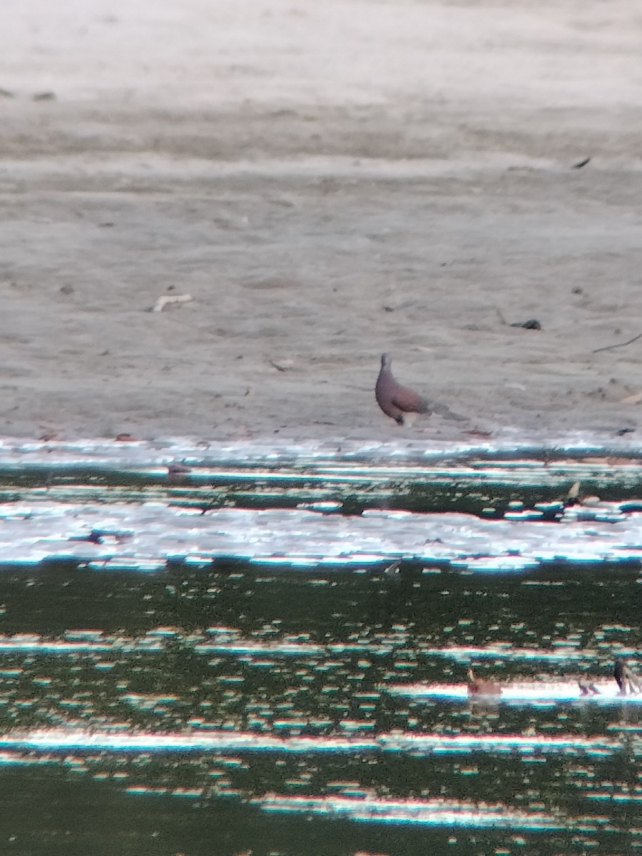 Rotrückentaube - ML646585113