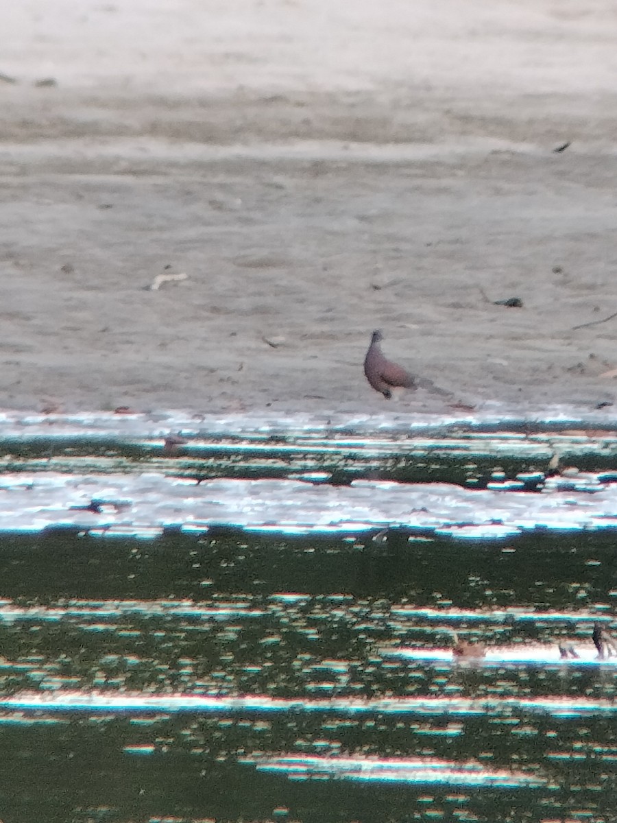 Rotrückentaube - ML646585114