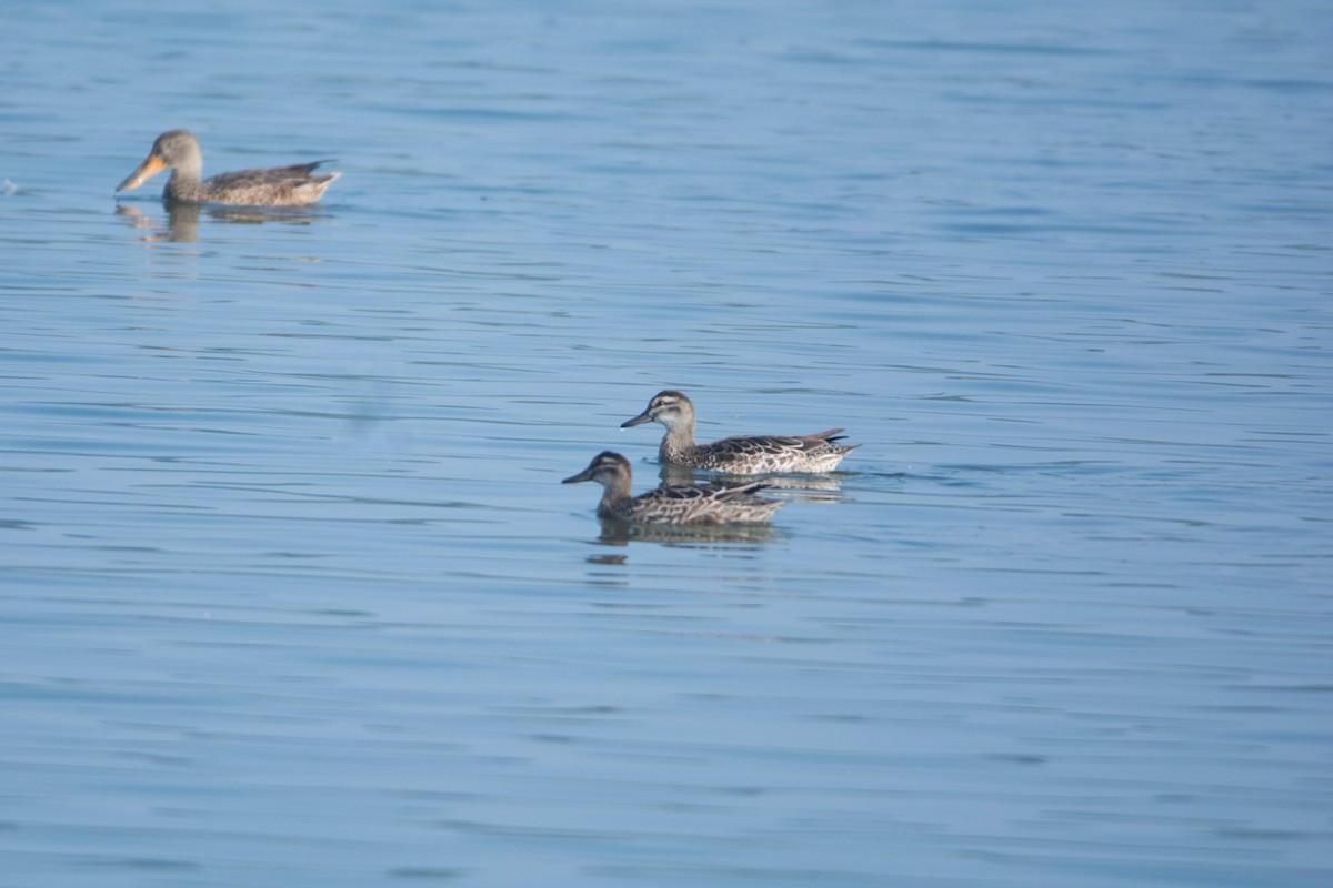 Knäkente - ML646585122