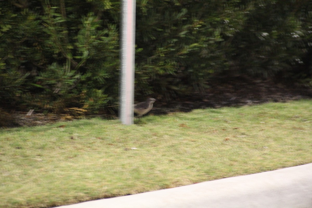 Gartenspottdrossel - ML646585124