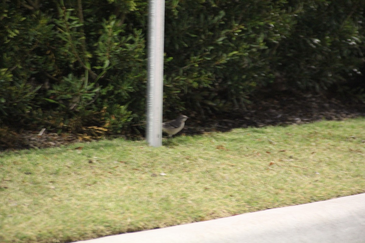 Gartenspottdrossel - ML646585125