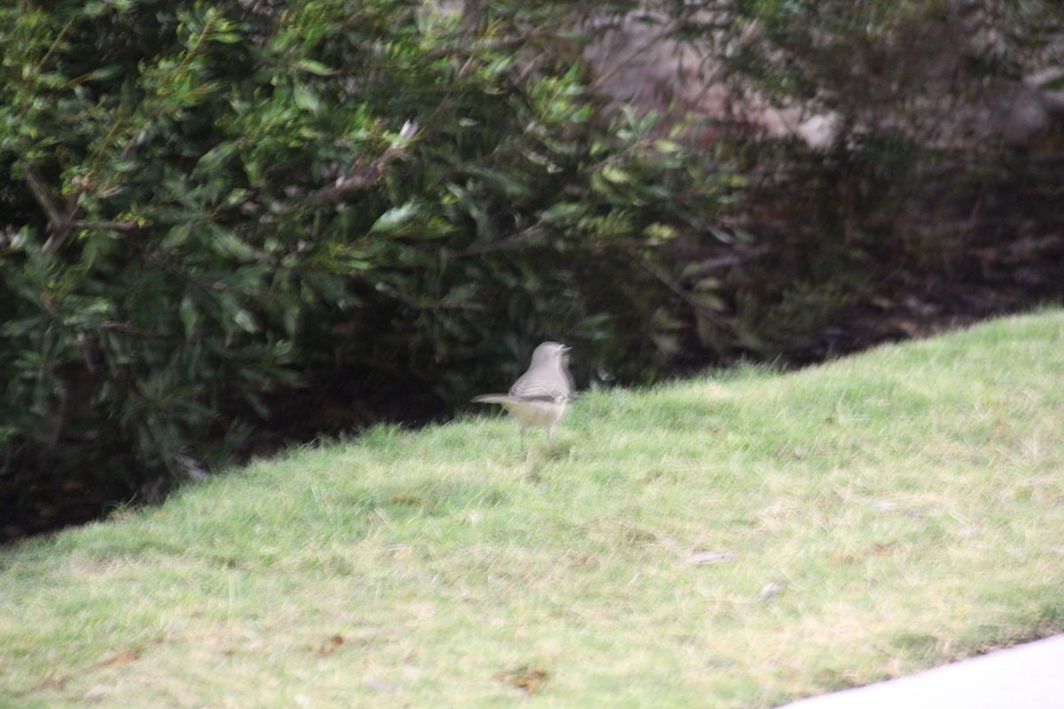 Gartenspottdrossel - ML646585126