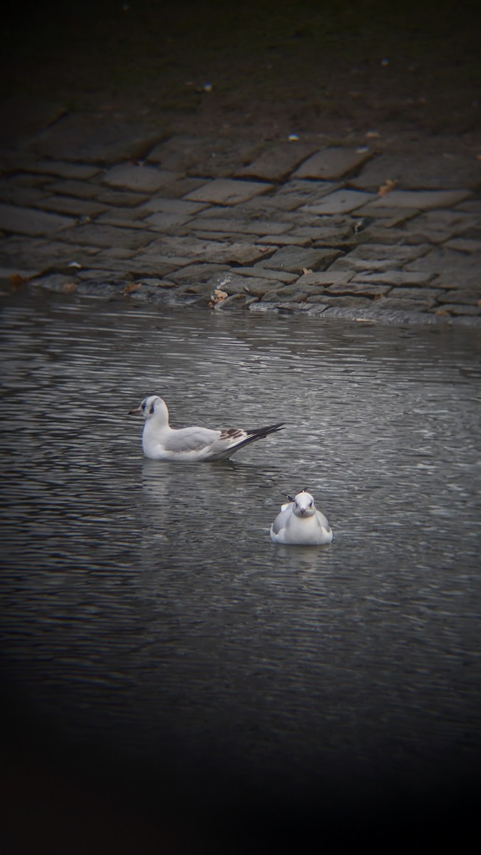 Lachmöwe - ML646585127