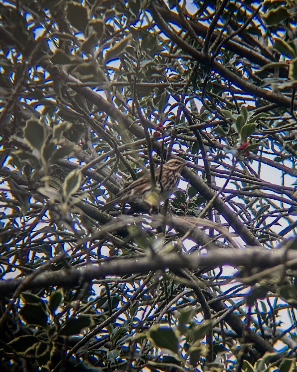 Rotdrossel - ML646585132