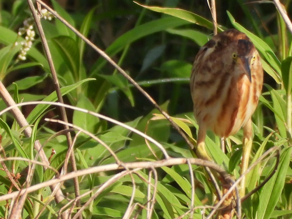 Chinadommel - ML646585135