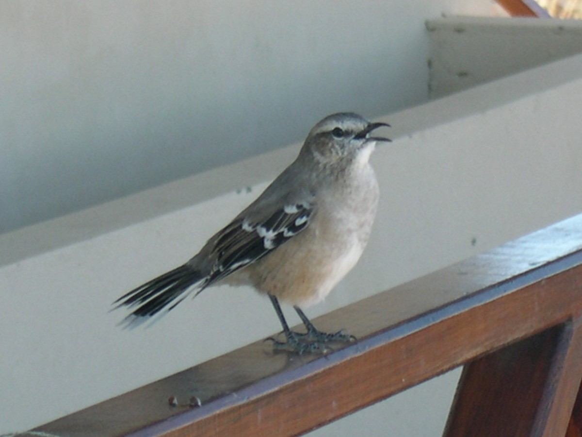 Patagonienspottdrossel - ML646585138