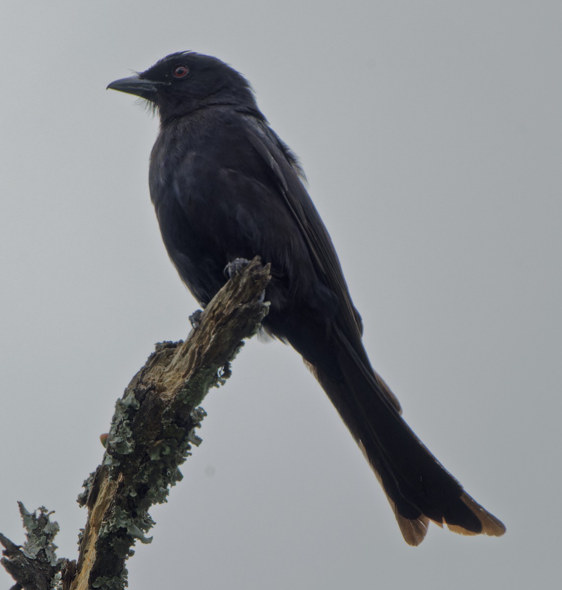 Дронго вилохвостий - ML646585139