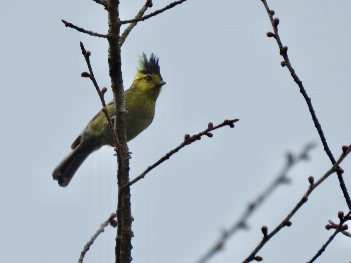 Königsmeise - ML646585140