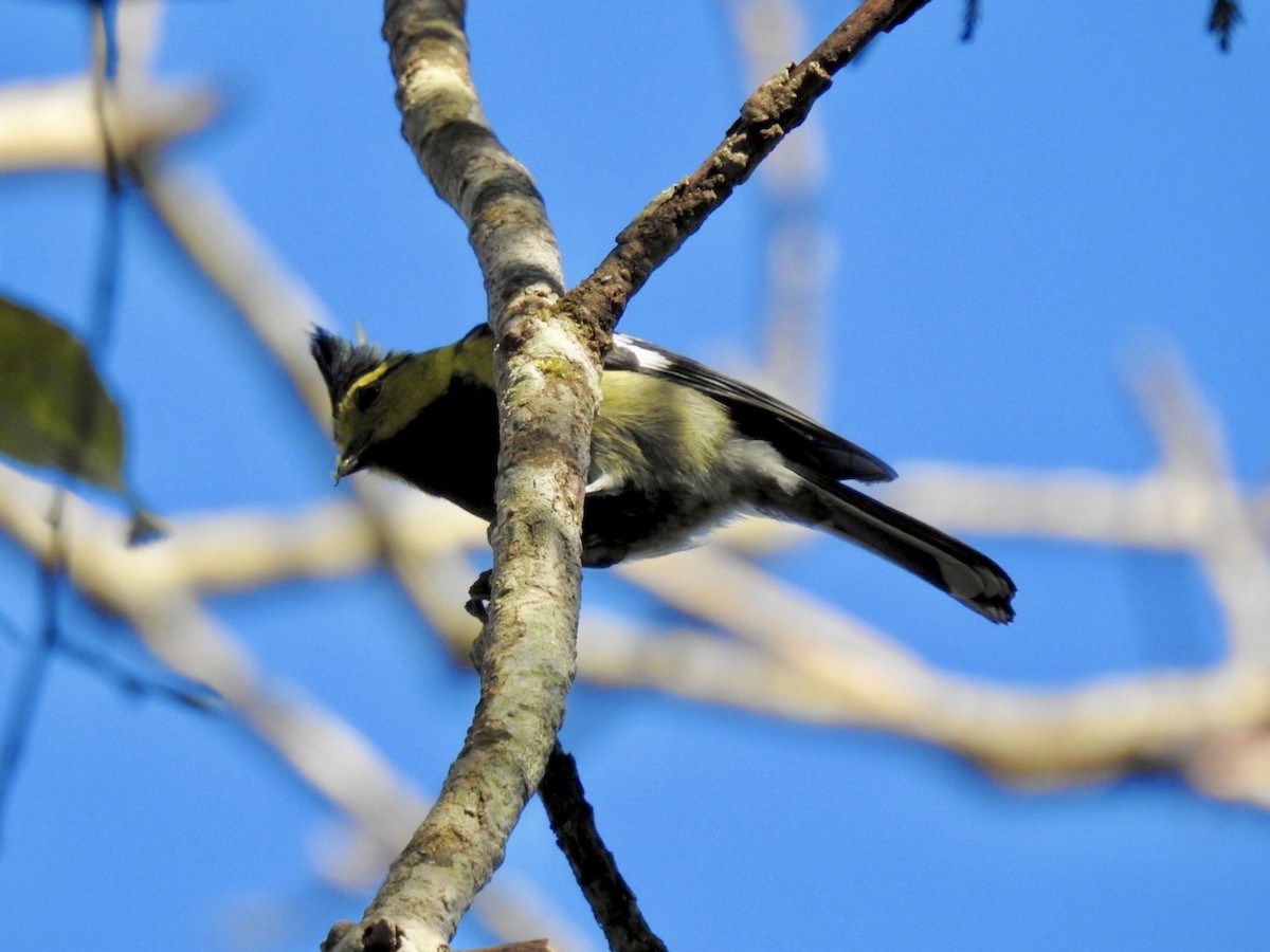 Yellow-cheeked Tit - ML646585141