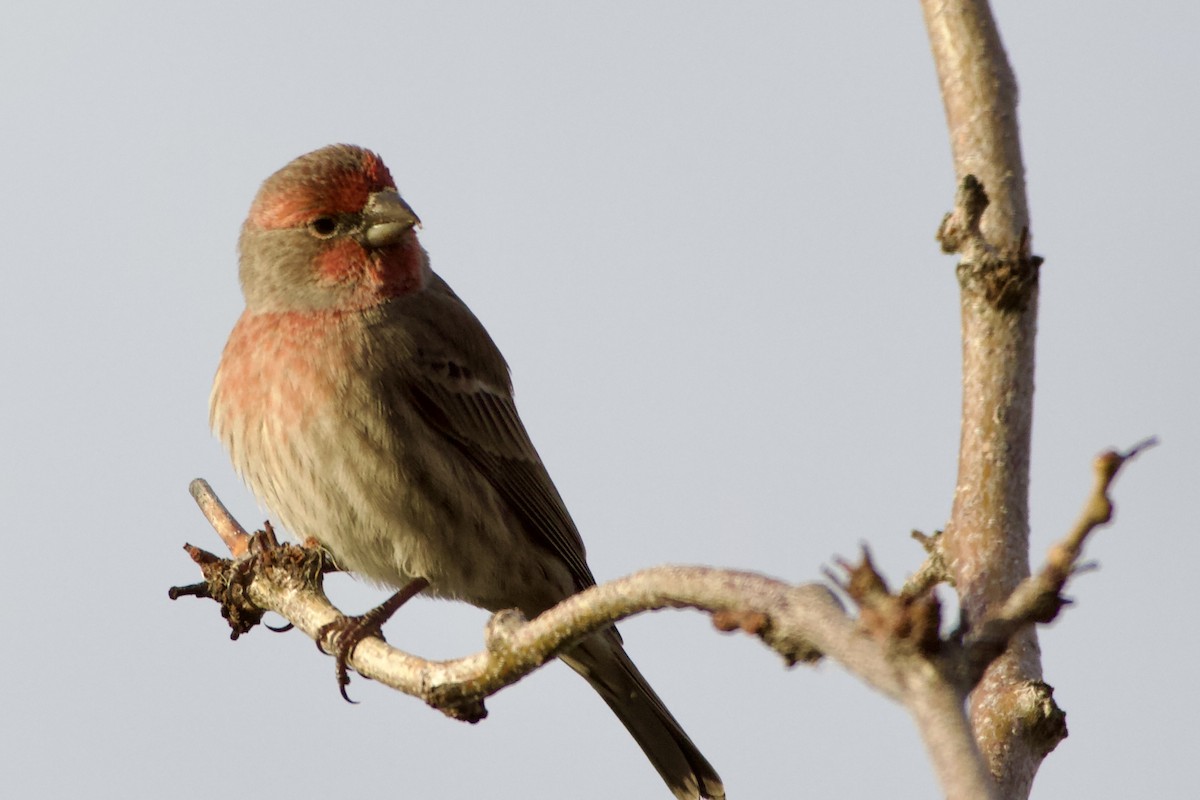 Hausgimpel - ML646585142