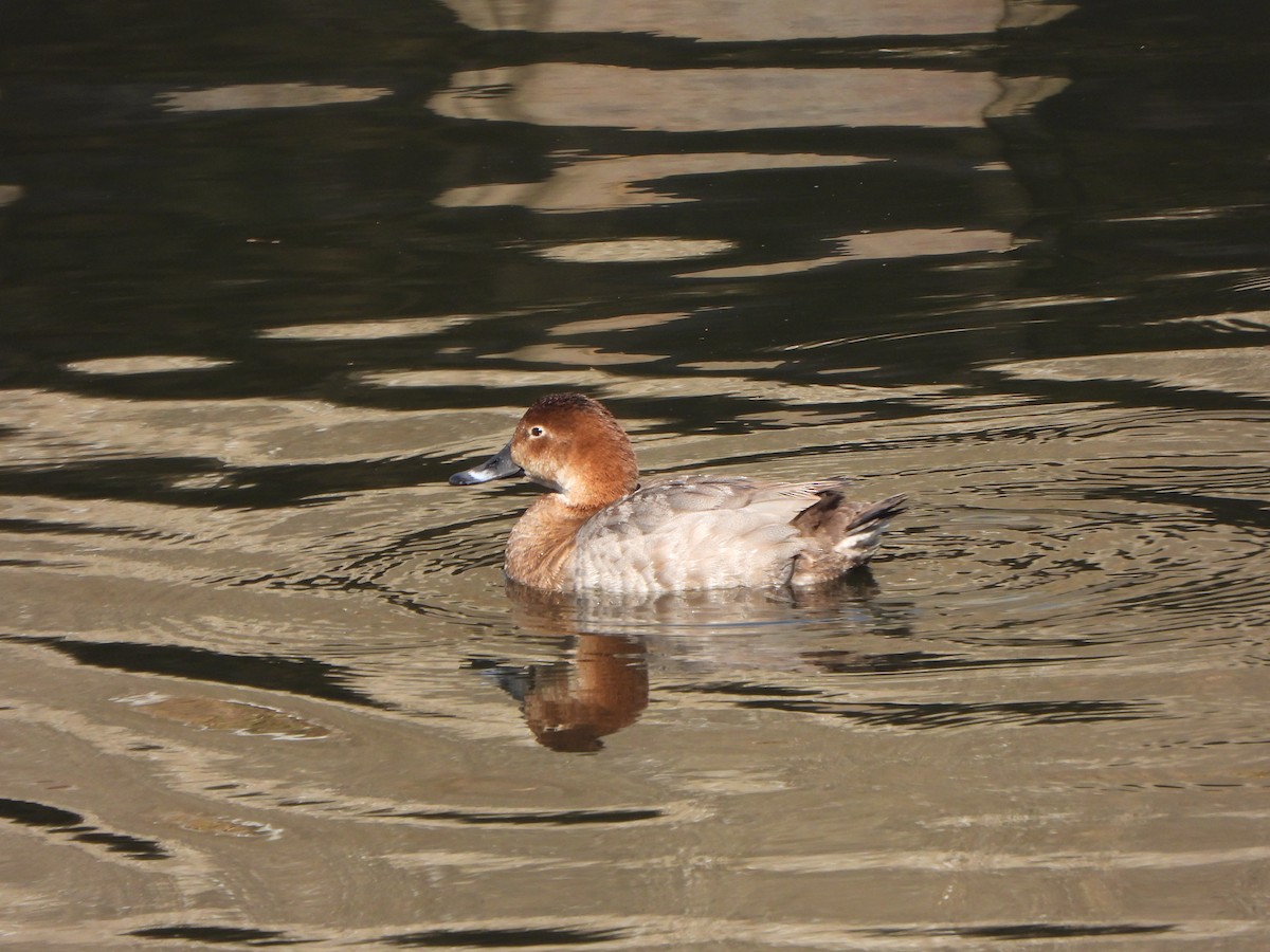 Common Pochard - ML646585146